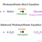 Balanced Equation For Photosynthesis In Words