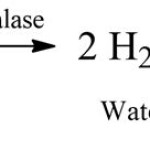 Catalase And Hydrogen Peroxide Chemical Equation