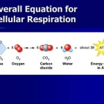 Describe The Overall Chemical Equation For Cellular Respiration